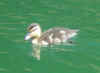 07 Baby Duck.JPG (36603 bytes)